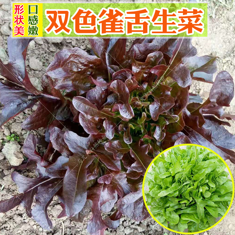 蔬菜雀舌紫红色盆栽阳台种孑生菜