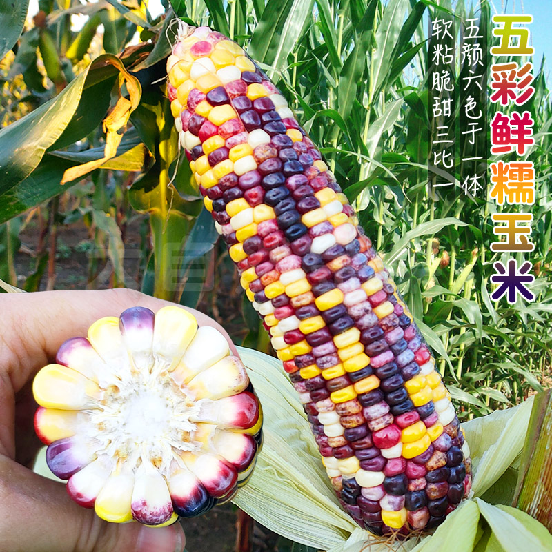 五彩甜糯玉米种子鲜食水果玉米种粘苞米籽春夏季高产蔬菜种孑四季