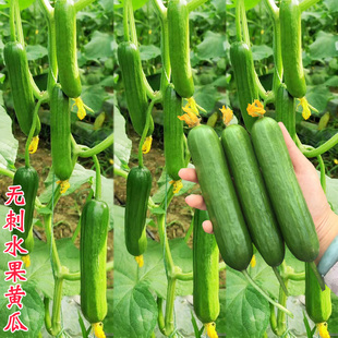 8316无刺水果黄瓜种子迷你小黄瓜籽苗子春秋四季阳台盆栽蔬菜