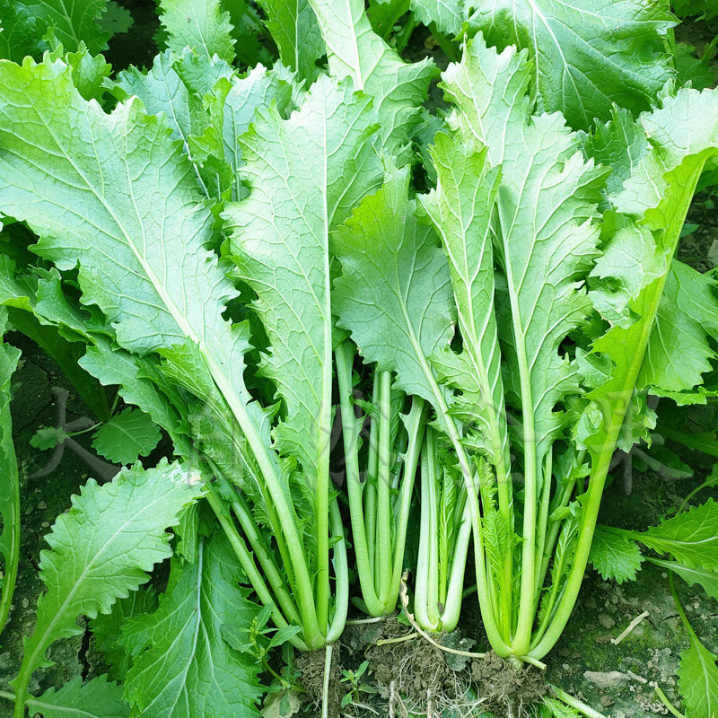 雪里蕻种子大叶排菜种籽芥菜小细叶雪里红九头鸟农家腌制蔬菜种孑