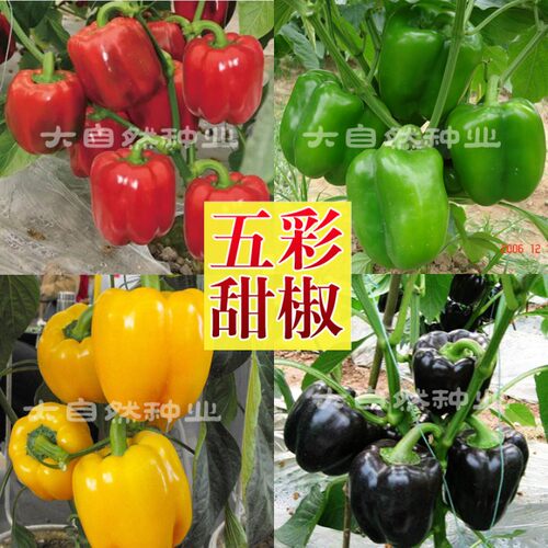 五彩甜椒种子红圆椒绿太空椒种籽黄灯笼椒紫圆椒苗子方椒蔬菜种孑 - 封面