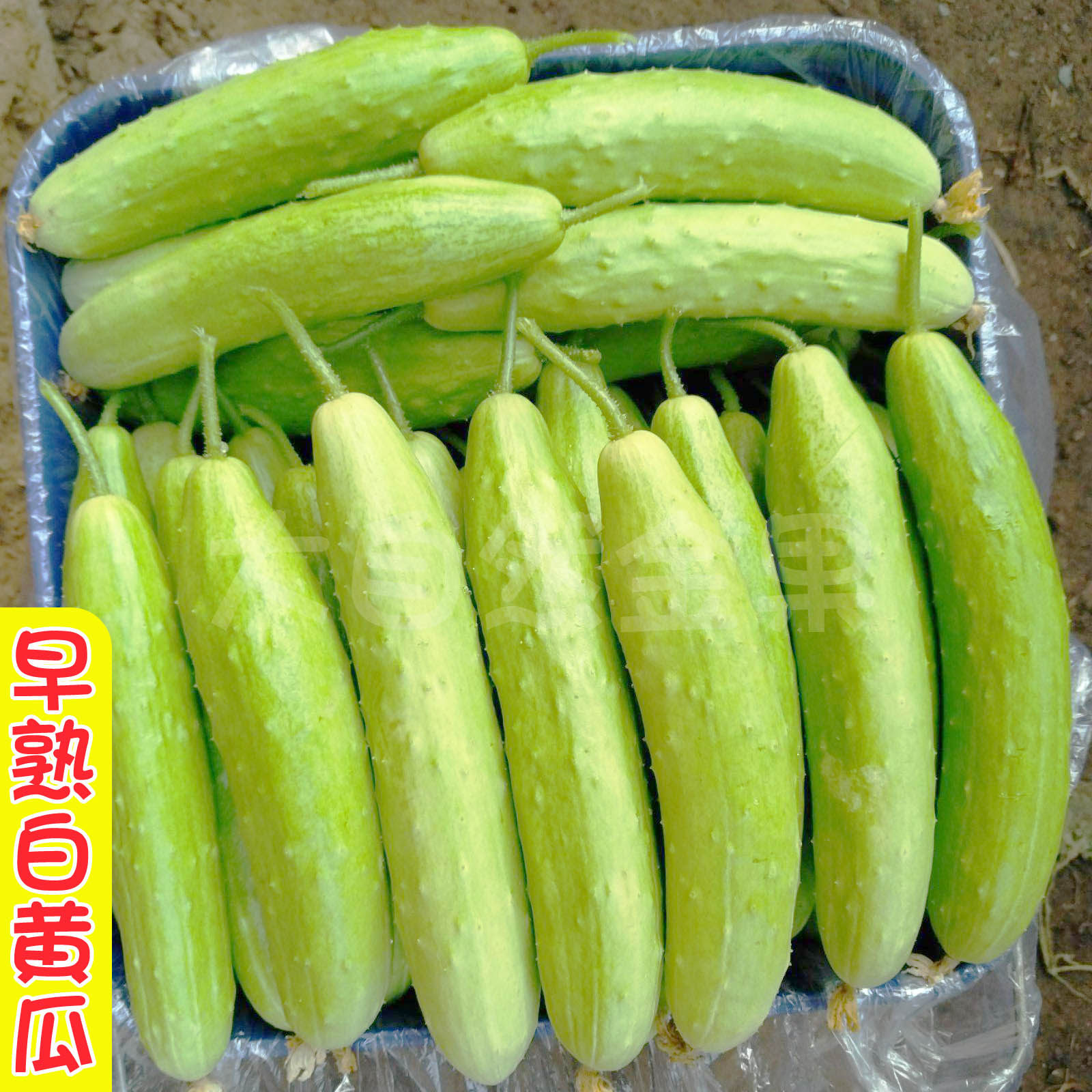 白黄瓜种子早熟白水果黄瓜种籽菜籽春季秋季阳台盆栽蔬菜种孑四季