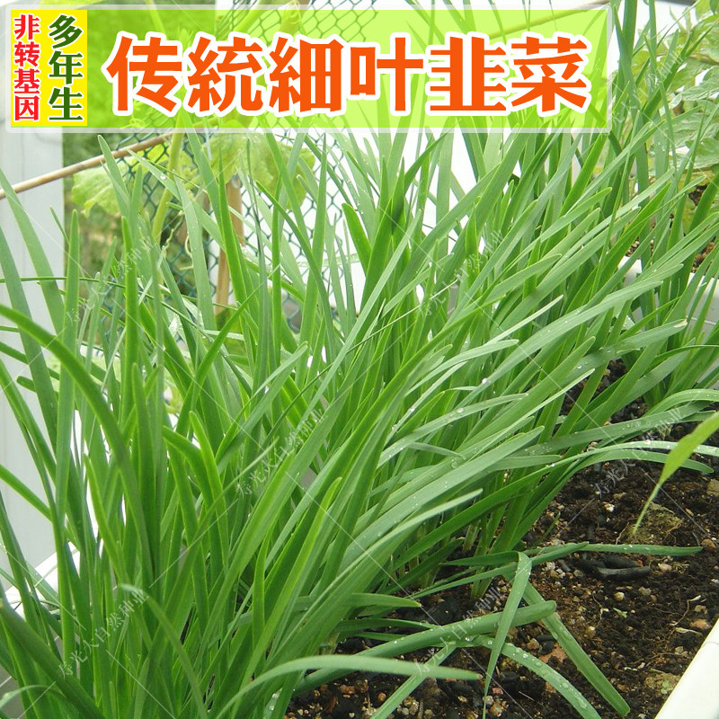 老品种小细叶韭菜种子阳台盆栽韭菜根籽四季多年生可留种蔬菜种孑