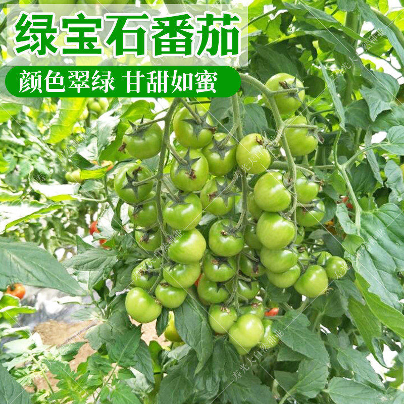 绿樱桃番茄种子绿宝石圣女果春夏四季贼不偷阳台盆栽水果种孑