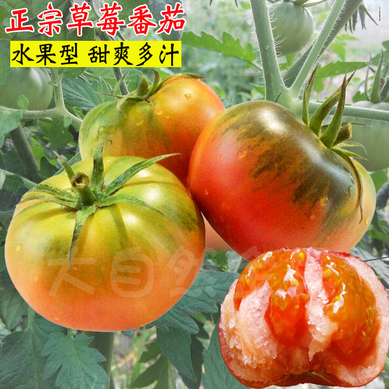 蔬菜铁皮阳台盆栽四季番茄种子