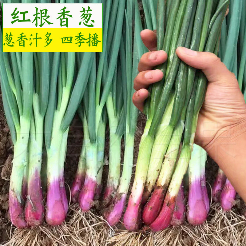 红根小香葱种子分生小葱种籽红皮葱四季播青菜籽阳台盆栽蔬菜种孑