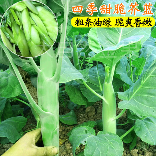 大笋芥兰菜种子广东芥蓝种籽甜脆粗菜心种春秋季蔬菜种孑庭院四季 - 封面