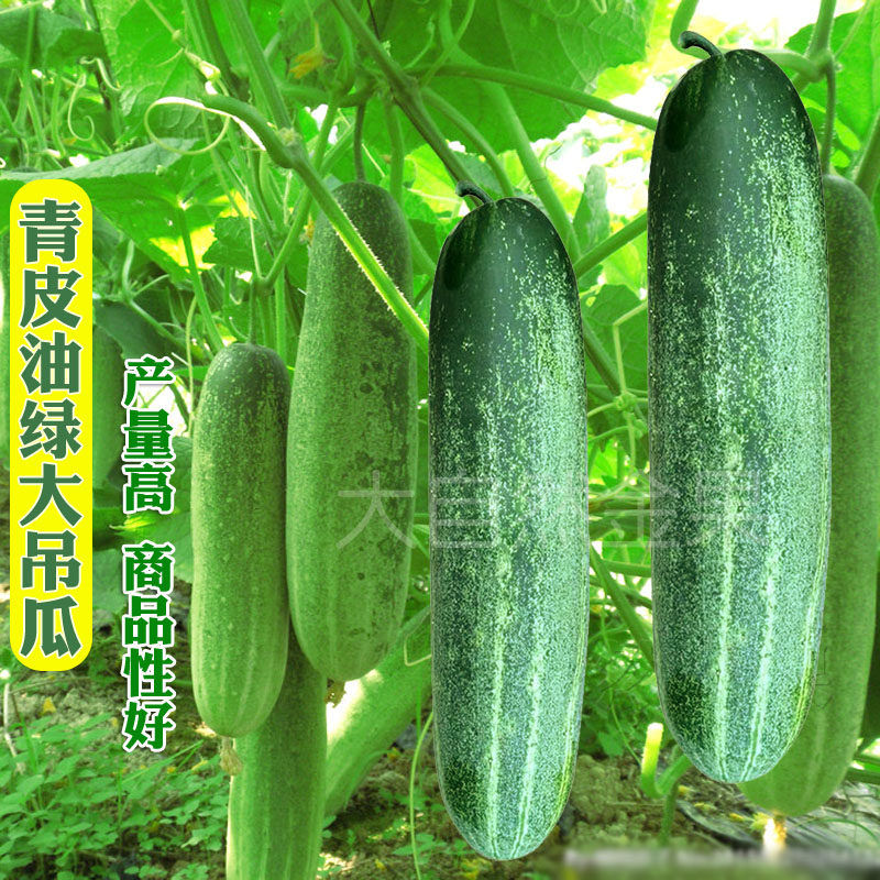 油绿花青大吊瓜种子特大黄瓜种籽大青瓜四季高产耐热蔬菜种孑春季_虎窝淘
