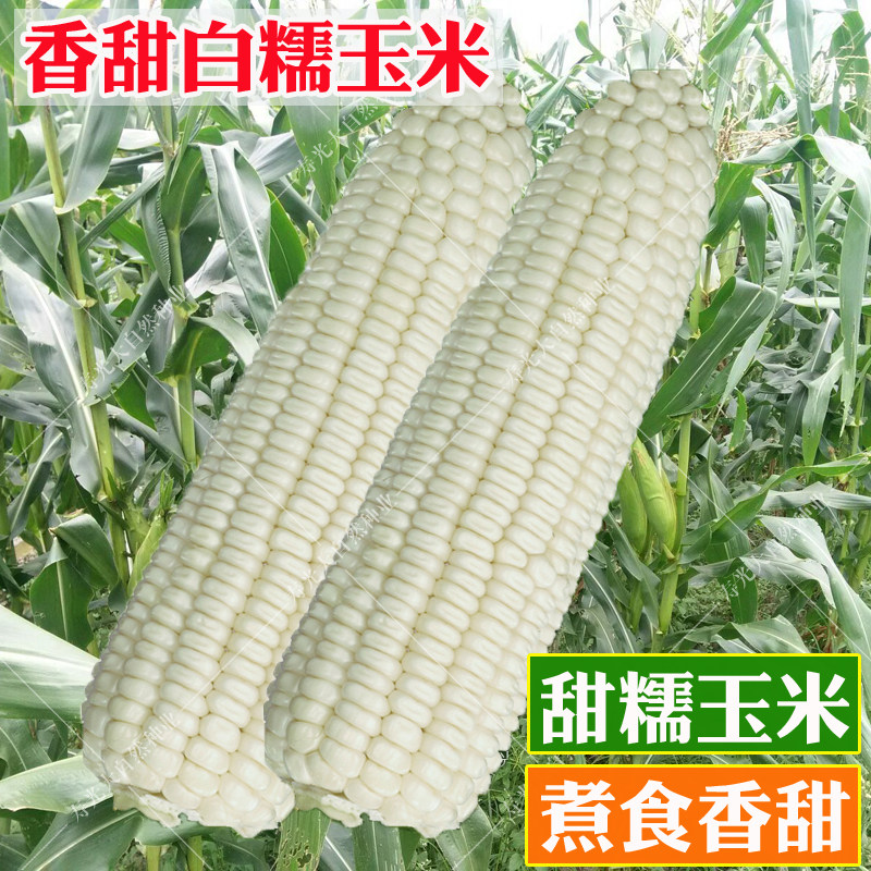 白糯玉米种子甜糯粘玉米种籽苞米籽大田农家高产蔬菜种孑春季夏季