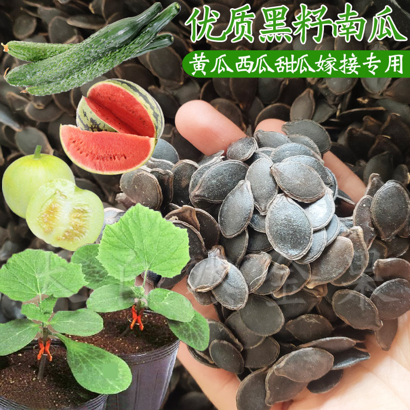 南瓜种子嫁接砧木黑籽南瓜抗病