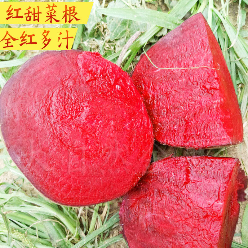 红甜菜头种子紫菜根种籽紫菜头春秋冬四季农家食用甜菜籽蔬菜种孑