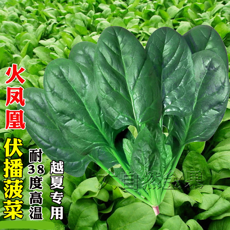 蔬菜火凤凰夏秋季圆叶菠菜种子图片