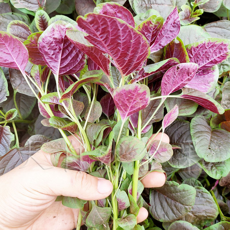 红圆叶苋菜种子青苋菜柳叶红苋菜种籽四季青菜籽人性菜蔬菜种孑