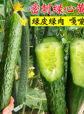 农家阳台盆栽四季黄瓜种子