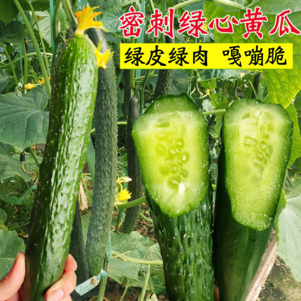 绿芯黄瓜种子绿心密刺黄瓜种籽秧苗子农家阳台盆栽四季蔬菜种孑