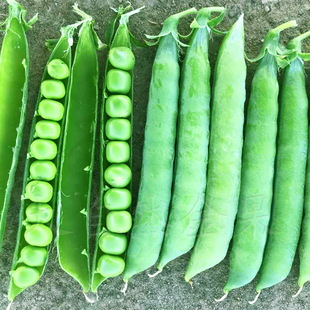 鲜食豆荚长寿豌豆仁种籽春秋季 甜脆豌豆种子 软荚荷兰豆蔬菜种孑