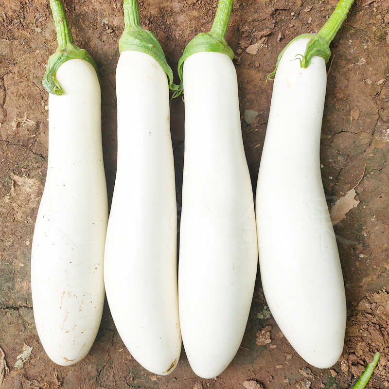 白茄子种子韩国长白茄种籽茄子籽鸡蛋茄春季阳台盆栽蔬菜种孑四季