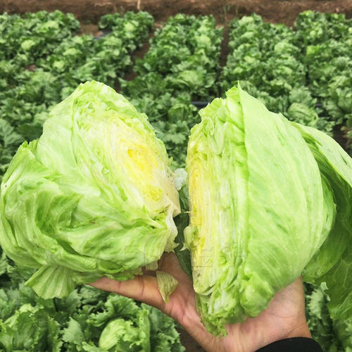 结球生菜种子包心青菜种籽春夏秋四季菜种籽阳台盆栽蔬菜种孑耐热 - 封面