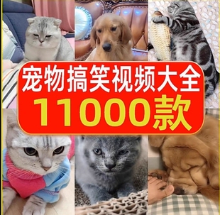 搞笑抖音短视频猫咪宠物视频国外萌宠动物小猫小狗狗剪辑设计素材