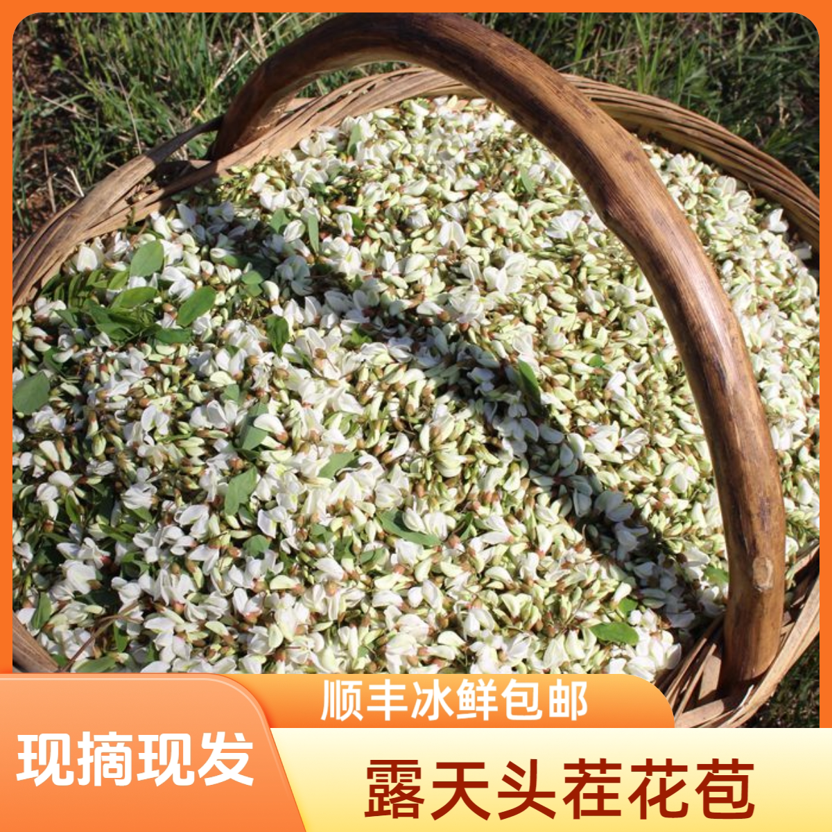 2026年秦岭野生新鲜洋槐花应季头茬农家野菜槐花骨朵顺冰鲜丰包邮