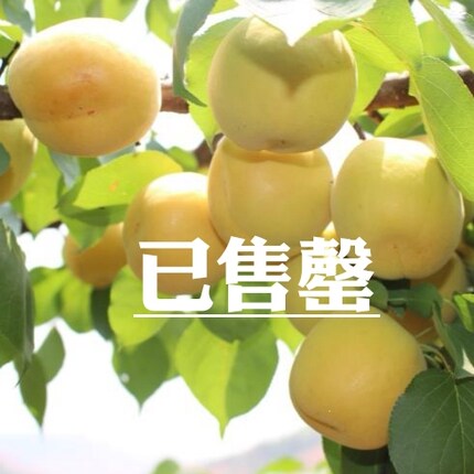陕西骊山露天大银杏纯甜多汁稀有杏子应季孕妇新鲜水果蜜杏大黄杏