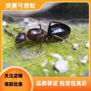 蚂蚁宠物 突厥弓背蚁突厥弓背蚁新后 蚂蚁茧子蚂蚁活体