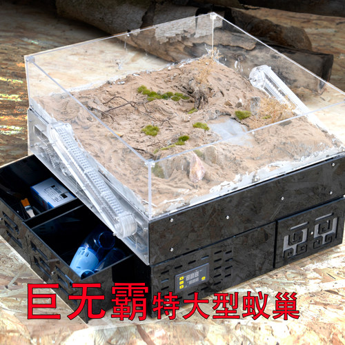 巨无霸恒温可拓展生态蚁巢