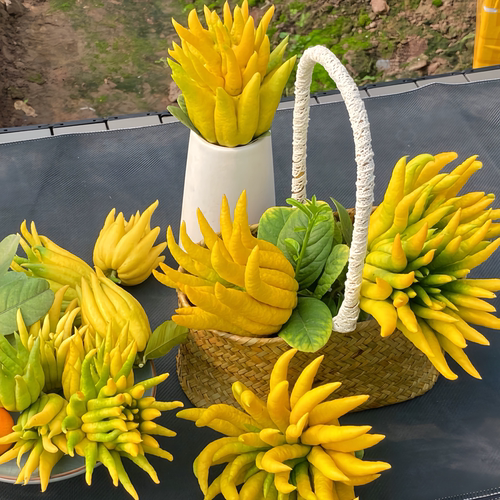 新鲜金华佛手果现摘现发佛手柑观赏把玩闻香水培清供佛手果佛手瓜