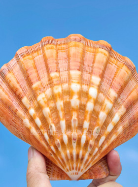 天然海螺贝壳橙色狮爪贝鱼缸水族造景地台装饰家居摆件