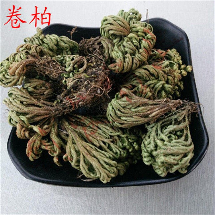 中药材 卷柏 九死还魂草 不死草 打不死 长生草 万年松 500克35元