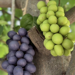 葡萄香皂整串纯手工串香薰皂家用洗手持久留香仿真青提精油肥皂