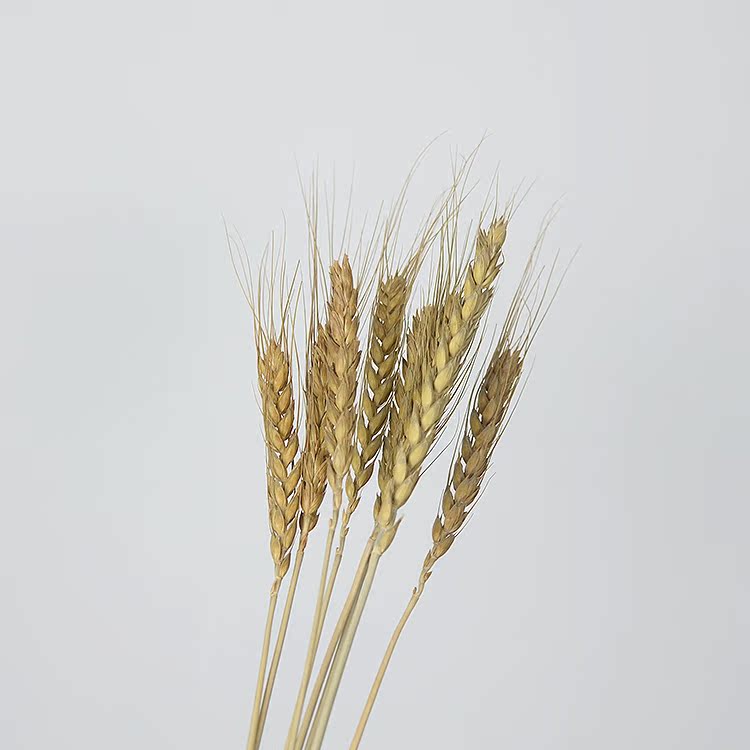 zakka杂货天然麦穗干花 天然植物小麦橱窗装饰家居