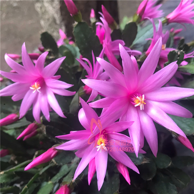 天鸽座天狼星凤凰座红色紫色假昙花 三月花期 原盆土发货