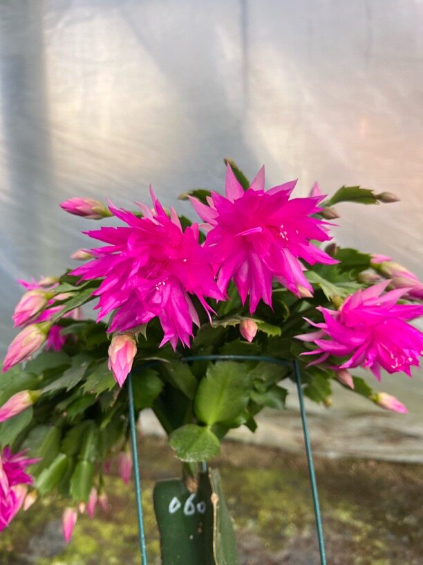 三角柱嫁接蟹爪兰 花卉绿植 室多肉植物