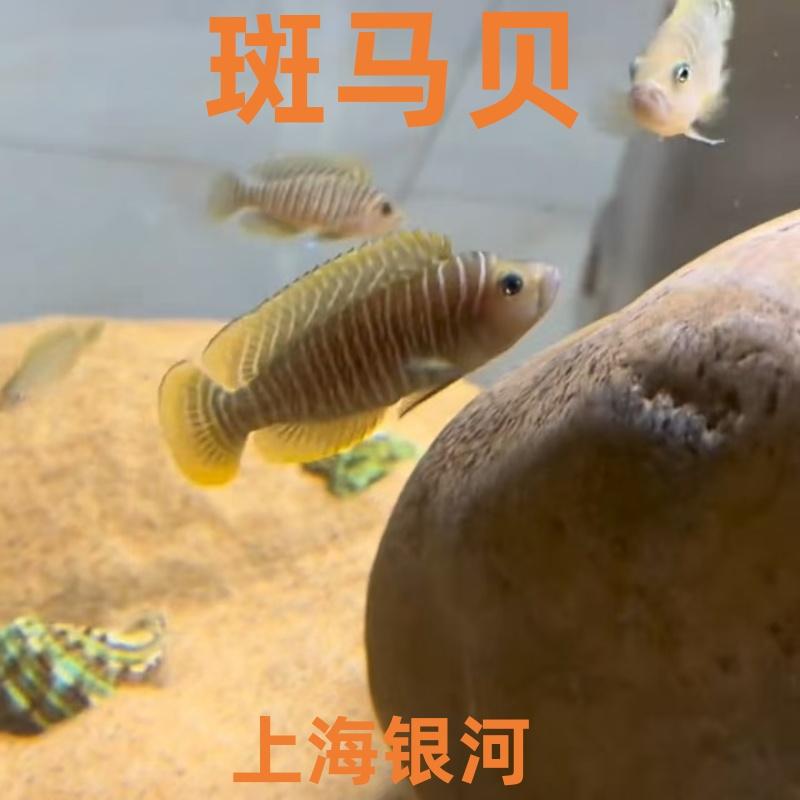 斑马贝鱼热带鱼观赏鱼小型鱼卷贝鱼坦鲷鱼新手活体淡水鱼包活包邮