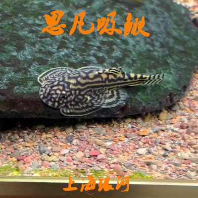 底层鱼热带淡水鱼除藻工具鱼