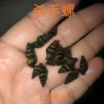 杀手螺除藻除杂螺吃涡虫观赏螺