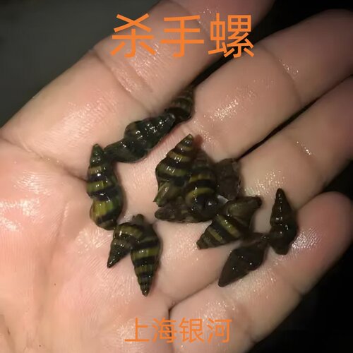 杀手螺除藻除杂螺吃涡虫观赏螺