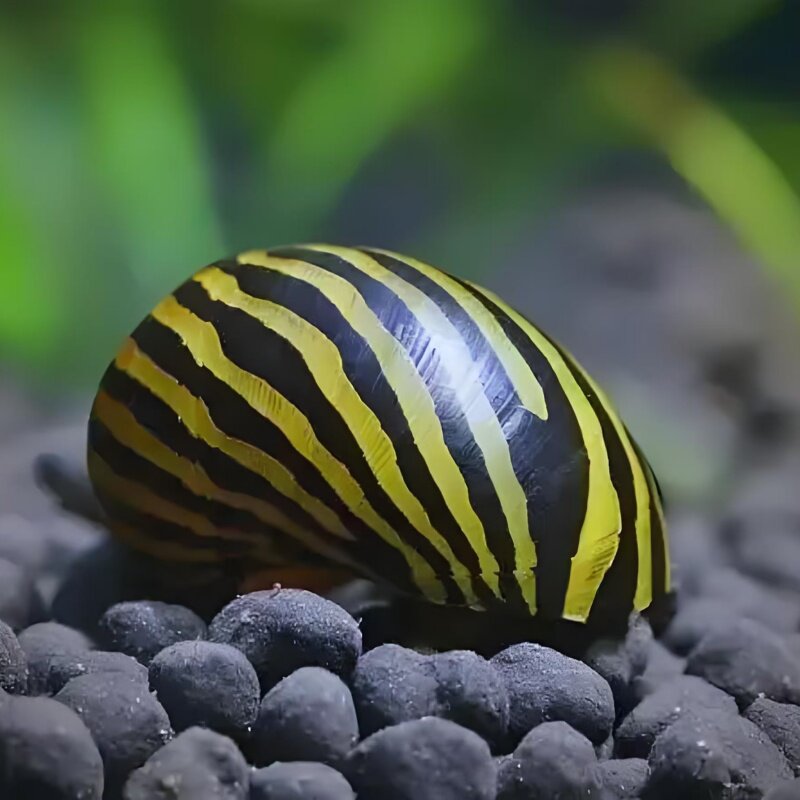 斑马螺洋葱螺黄金螺苹果螺神秘螺杀手螺工具螺 除藻螺观赏螺