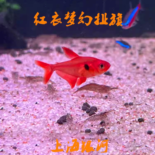 热带淡水扯旗颜色鲜艳群游小型鱼