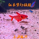 红衣梦幻旗鱼玫瑰扯旗灯鱼热带观赏活体鱼淡水群游小鱼黑尾大勾鱼