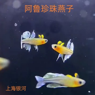 阿鲁珍珠燕子霓虹燕子鱼新郎官鱼橘红燕子鱼灯科鱼热带观赏活体鱼