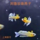 阿鲁珍珠燕子霓虹燕子鱼新郎官鱼橘红燕子鱼灯科鱼热带观赏活体鱼