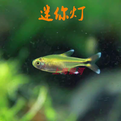 灯科鱼热带鱼好养耐活草缸群游鱼