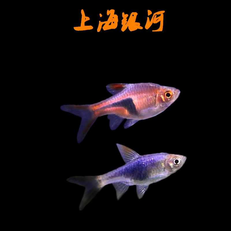 观赏鱼热带淡水颜色鲜艳灯科鱼