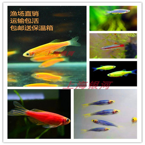 蓝斑红尾金丝草小型鱼