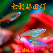 七彩稻田鱼观背七彩霓虹稻田鱼小型热带鱼淡水鱼观赏鱼梦幻鳉科鱼