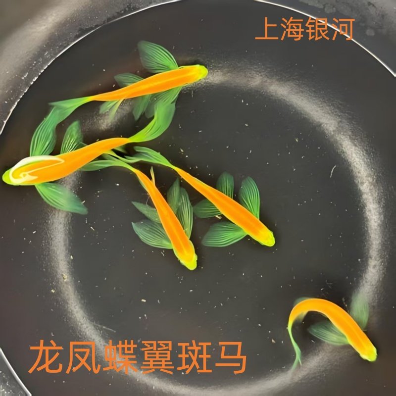 龙凤蝶翼斑马鱼长尾长鳍斑马鱼观赏鱼好养练手鱼小型热带鱼活体鱼