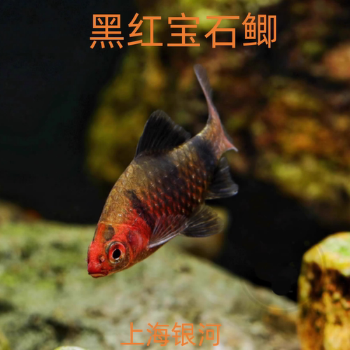 黑红宝石鲫钻石彩虹鲫原生冷水鱼
