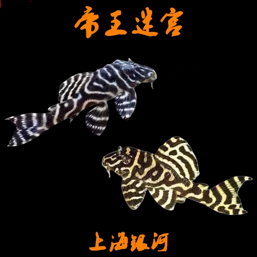 异形淡水热带鱼底栖鱼吃垃圾好养